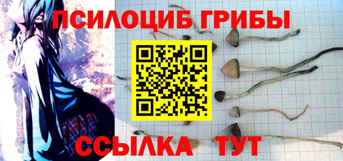 как найти   Псилоцибиновые грибы Psilocybe  Геленджик  Галлюциногенные грибы прущие грибы 